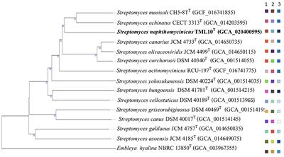 Description of Streptomyces naphthomycinicus sp. nov., an endophytic actinobacterium producing naphthomycin A and its genome insight for discovering bioactive compounds